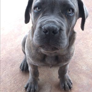 Meet your Posher, Chantel